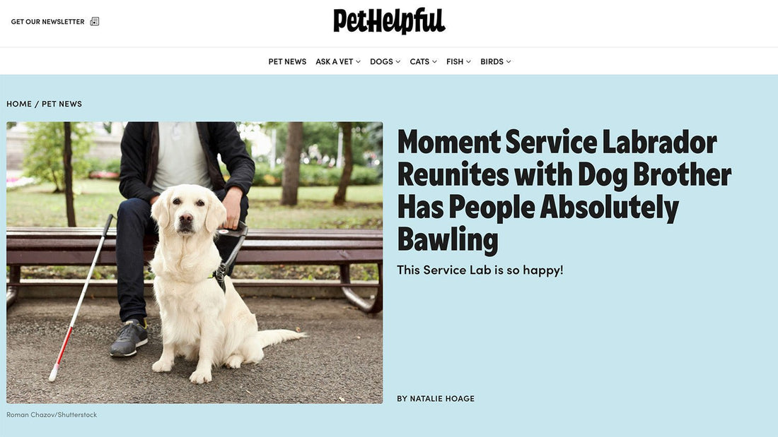 Moment Service Labrador Reunites with Dog Brother Has People Absolutely Bawling - Paul Castle Studio