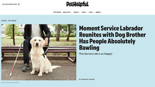 Moment Service Labrador Reunites with Dog Brother Has People Absolutely Bawling - Paul Castle Studio