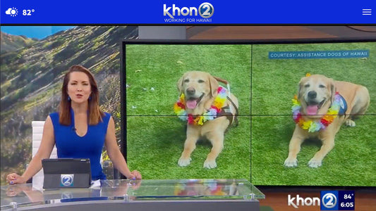 Service dog brothers reunite in Hawaii after 4 years apart - Paul Castle Studio