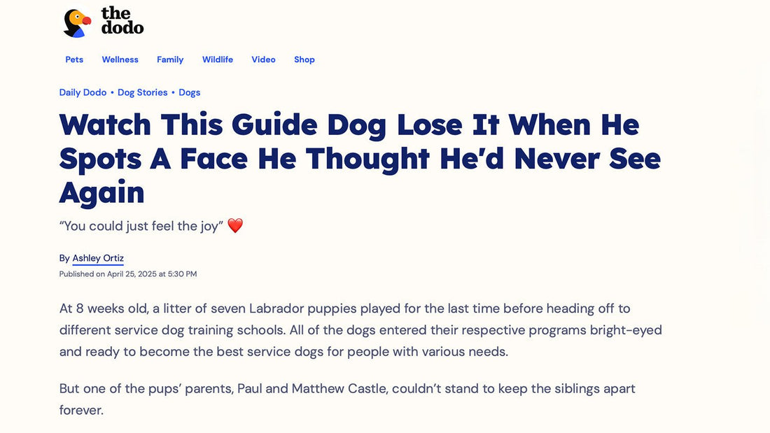 Watch This Guide Dog Lose It When He Spots A Face He Thought He'd Never See Again “You could just feel the joy” ❤️ - Paul Castle Studio