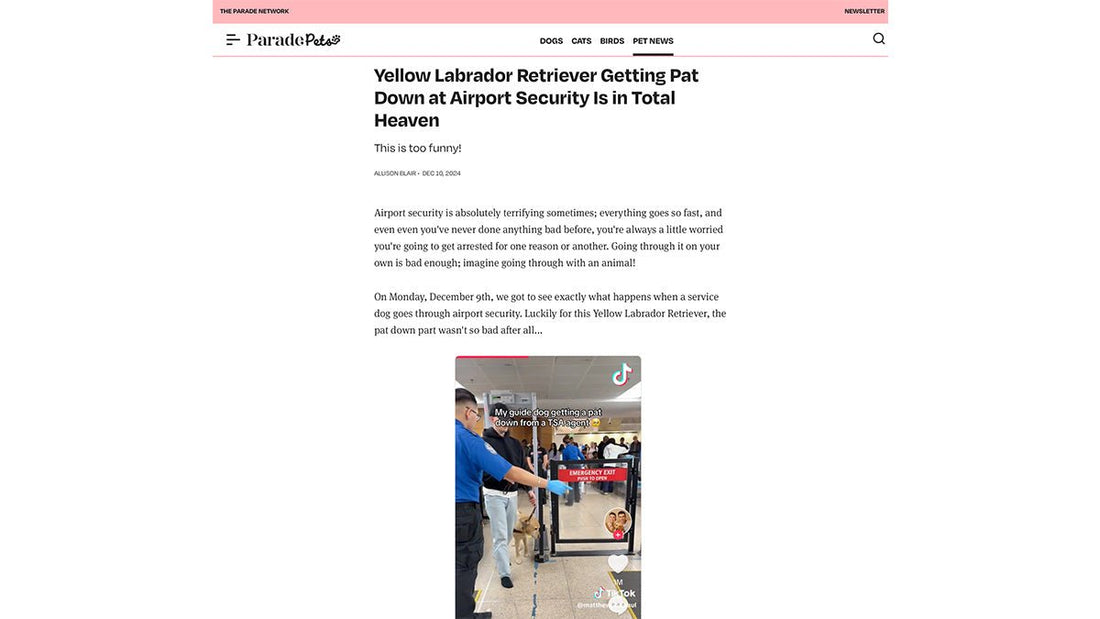 Yellow Labrador Retriever Getting Pat Down at Airport Security Is in Total Heaven - Paul Castle Studio